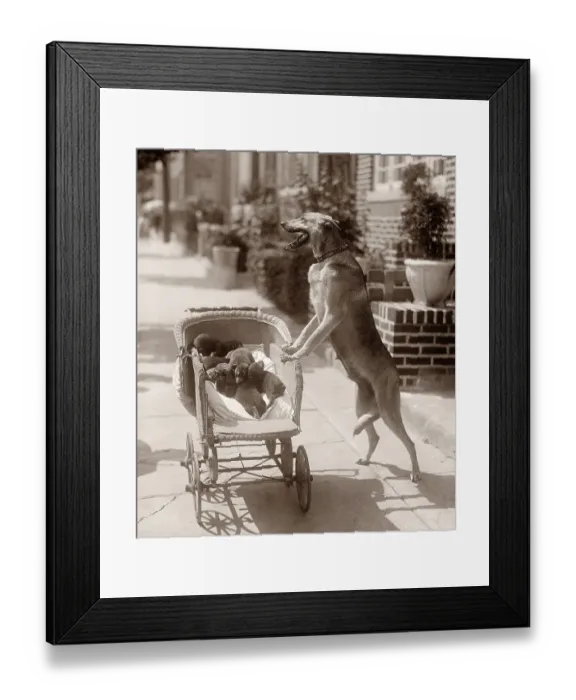 Framed Print : Dog Wheeling Puppies in Carriage Framed Print : Dog Wheeling Puppies in Carriage