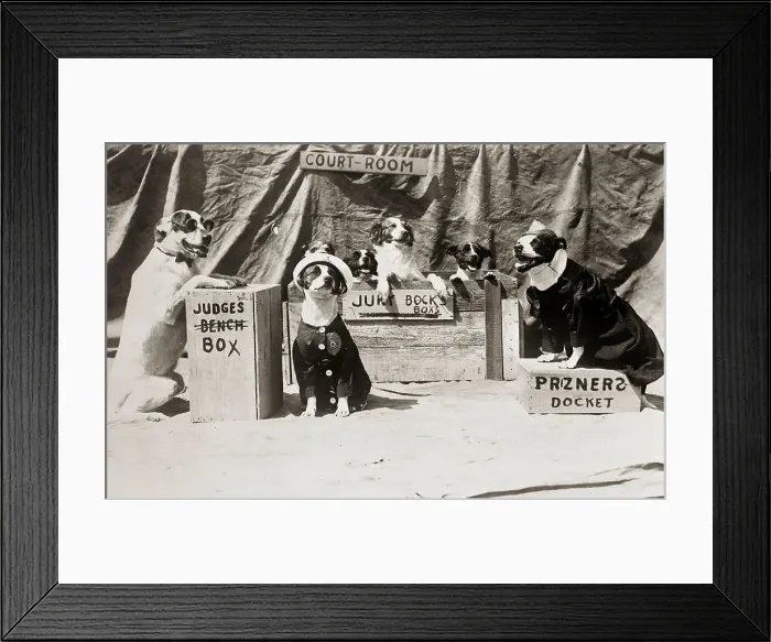 Framed Print : Dogs In Gag Court Session Framed Print : Dogs In Gag Court Session