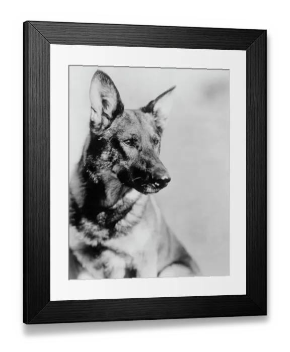 Framed Print : German Shepherd from The Adventures of Rin Tin Tin Framed Print : German Shepherd from The Adventures of Rin Tin Tin
