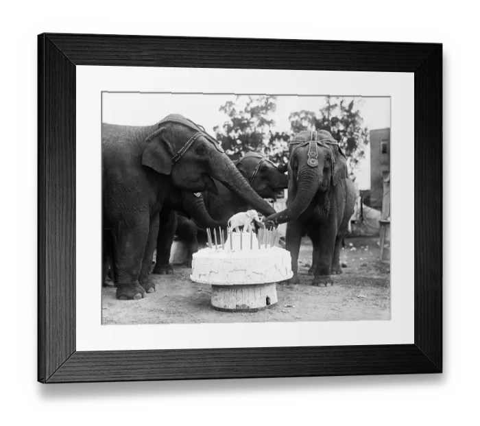 Framed Print : Ruth the Elephant Celebrating Her Birthday Framed Print : Ruth the Elephant Celebrating Her Birthday