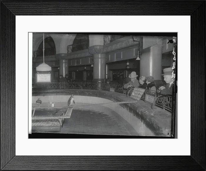 Framed Print : Visitors at New York Aquarium Gazing at Newly Arrived Penguin Framed Print : Visitors at New York Aquarium Gazing at Newly Arrived Penguin