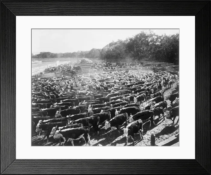 Framed Print : Large Herd Of Cattle In Pens Framed Print : Large Herd Of Cattle In Pens