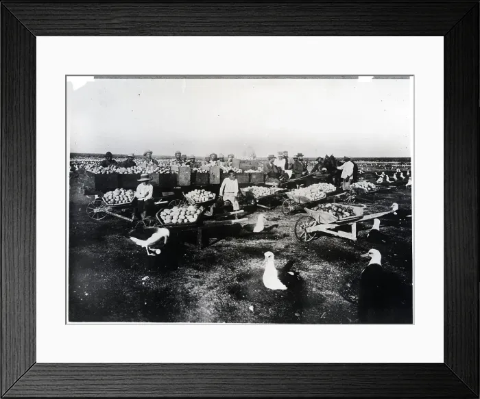 Framed Print : Albatross Eggs Going to Market Framed Print : Albatross Eggs Going to Market