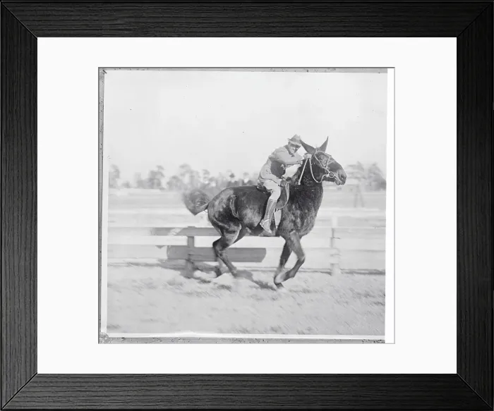 Framed Print : Portrait of a Jumping Mule