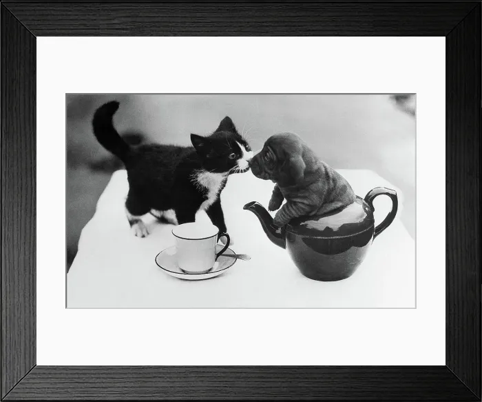Framed Print : Puppy in Teapot Kissing Kitten Framed Print : Puppy in Teapot Kissing Kitten