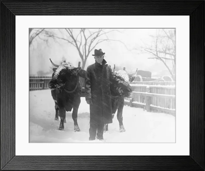 Framed Print : Henry Ford with Prize Oxen in Snow Storm