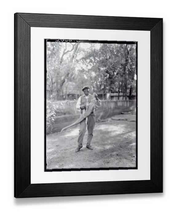 Framed Print : George Woods Holding Pet Alligator Framed Print : George Woods Holding Pet Alligator
