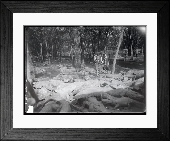 Framed Print : George Woods Walking Through Alligators Framed Print : George Woods Walking Through Alligators