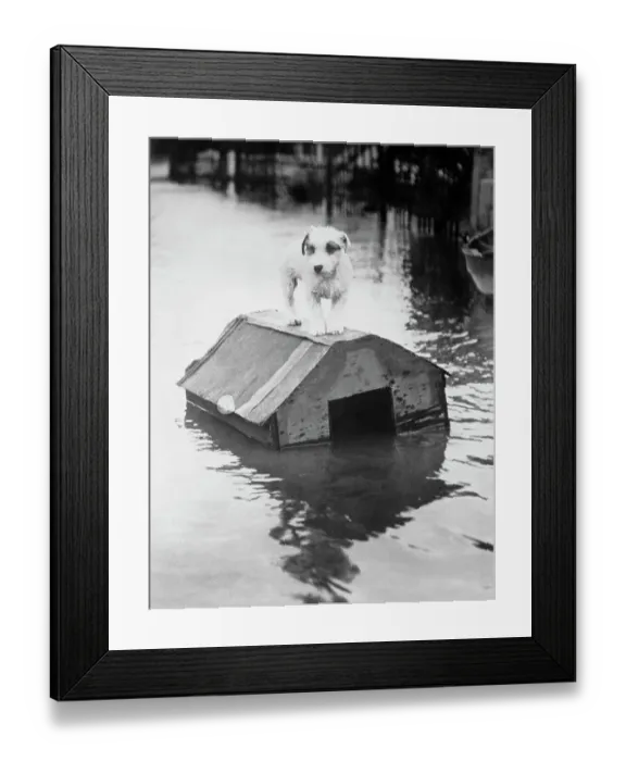 Framed Print : Dog Floating on Doghouse Framed Print : Dog Floating on Doghouse