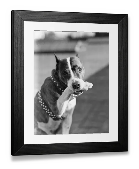 Framed Print : Dog Poses Holding One Paw in His Mouth Framed Print : Dog Poses Holding One Paw in His Mouth