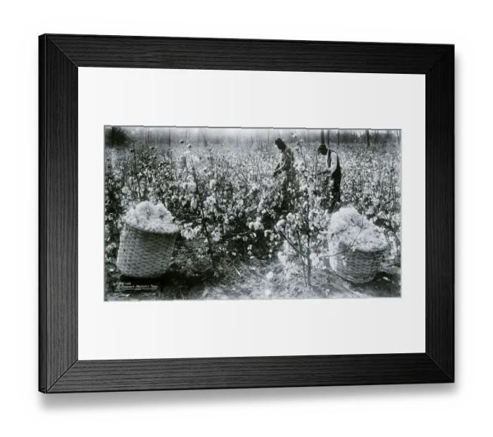 Framed Print : Blacks Picking Cotton In Field Framed Print : Blacks Picking Cotton In Field