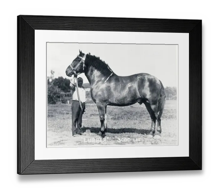 Framed Print : Man Standing with Largest Horse Framed Print : Man Standing with Largest Horse