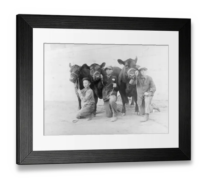 Framed Print : Prince Brothers at Cattle Show Framed Print : Prince Brothers at Cattle Show