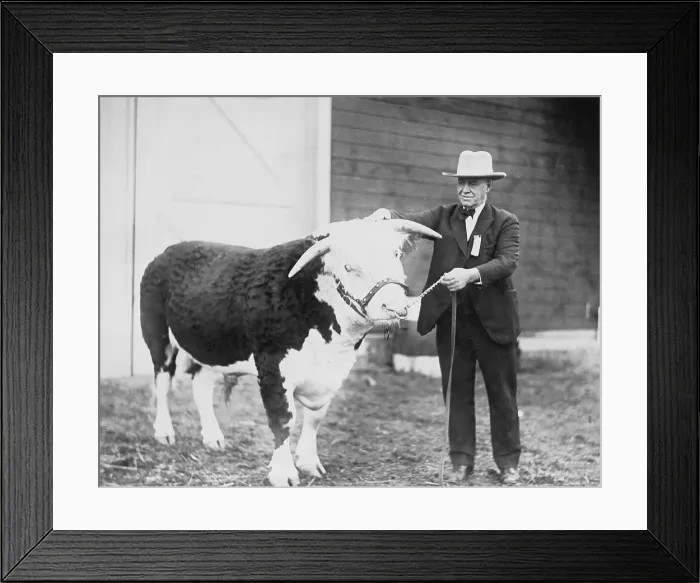 Framed Print : Man Leading Prize Bull Framed Print : Man Leading Prize Bull