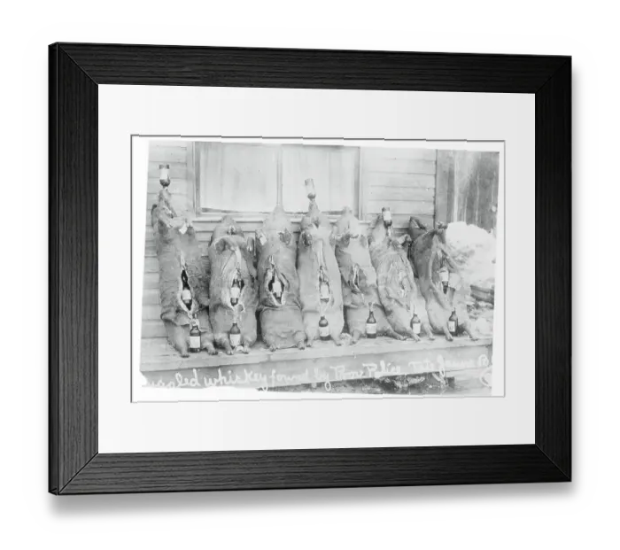 Framed Print : Illegal Rum Bottles Stuffed in Pigs Framed Print : Illegal Rum Bottles Stuffed in Pigs