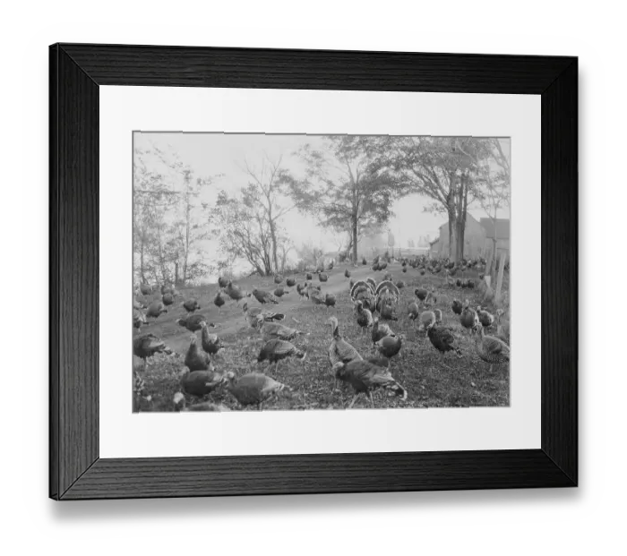 Framed Print : Turkeys Feeding on Farmland Framed Print : Turkeys Feeding on Farmland