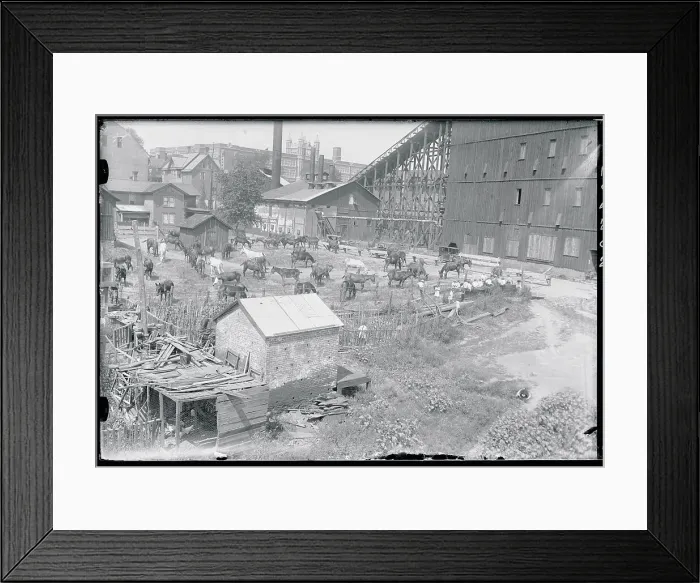 Framed Print : Children Watching Mules Framed Print : Children Watching Mules