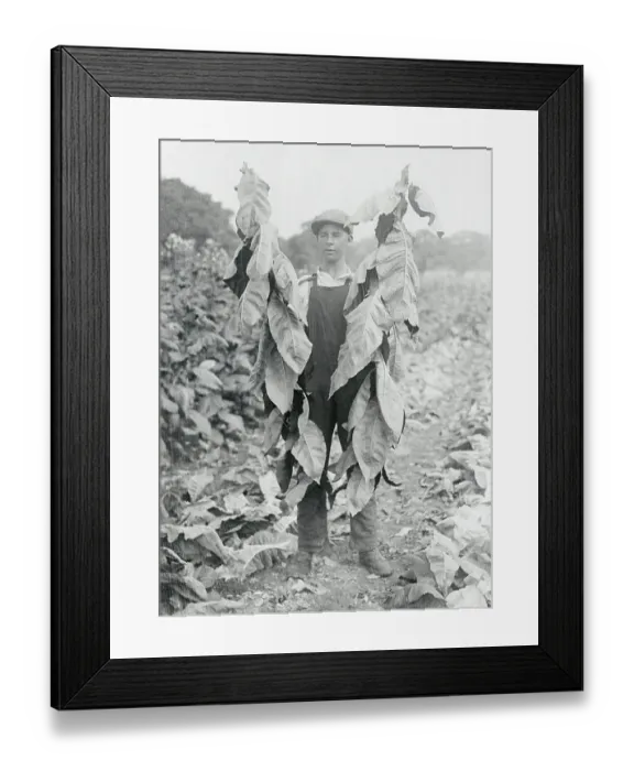 Framed Print : Man Harvesting Tobacco Framed Print : Man Harvesting Tobacco