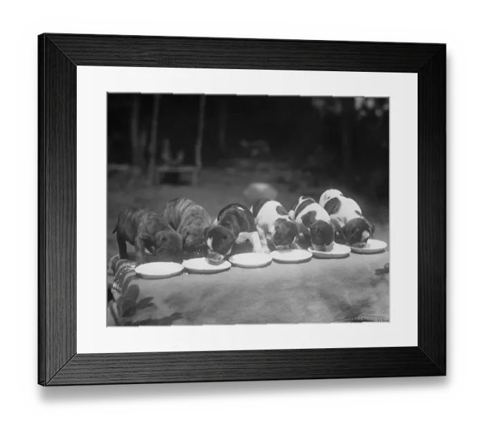 Framed Print : Puppies Eating Food Framed Print : Puppies Eating Food