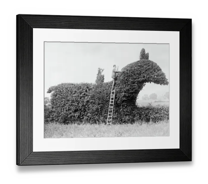 Framed Print : C.J. Aldham, Topiarist Framed Print : C.J. Aldham, Topiarist