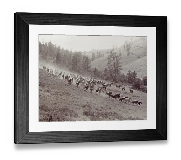 Framed Print : Wild Horses on Hillside Terrain Framed Print : Wild Horses on Hillside Terrain