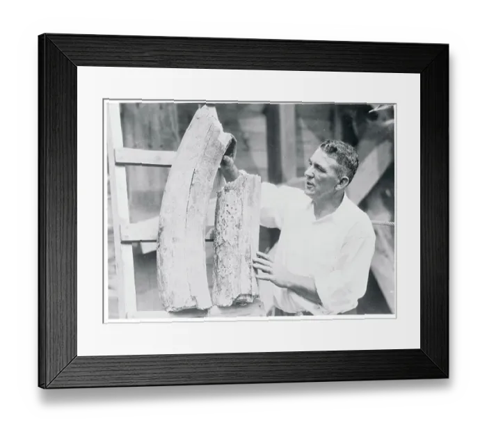 Framed Print : Man Examining Ancient Tusk Framed Print : Man Examining Ancient Tusk