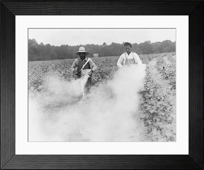 Framed Print : Men Using Field Pesticides