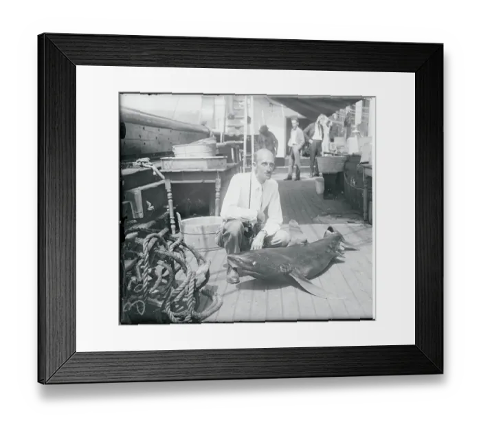 Framed Print : William Beebe Displaying Shark Framed Print : William Beebe Displaying Shark