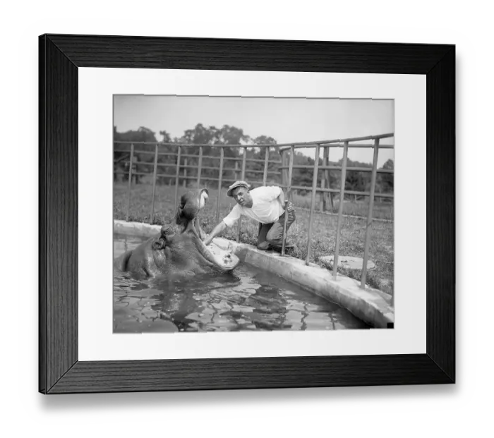 Framed Print : Man Massaging Hippos Tonsils Framed Print : Man Massaging Hippos Tonsils