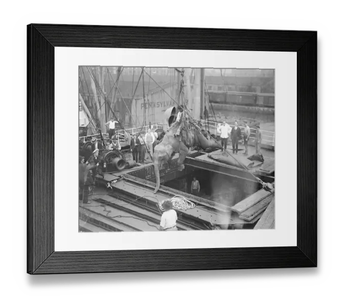 Framed Print : Elephant Being Unloaded from Ship Framed Print : Elephant Being Unloaded from Ship