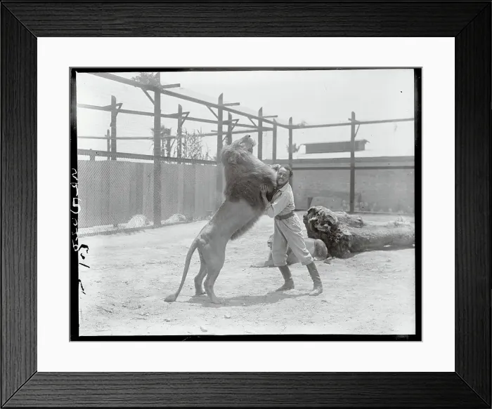 Framed Print : Animal Trainer Wrestling a Lion Framed Print : Animal Trainer Wrestling a Lion