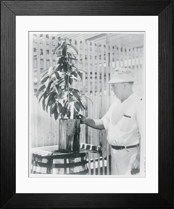 Framed Print : Man Displaying Tree Framed Print : Man Displaying Tree