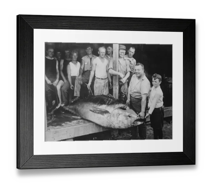 Framed Print : Fishermen Displaying Tuna Framed Print : Fishermen Displaying Tuna