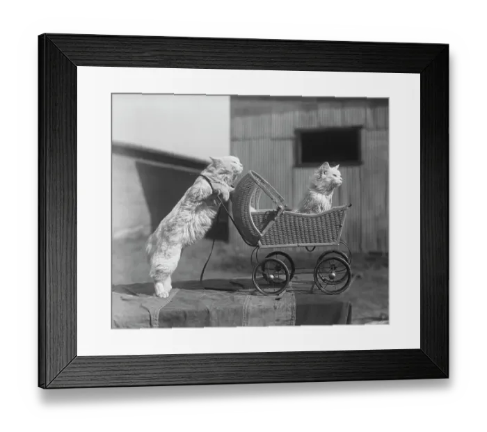 Framed Print : Cat Pushing Cat in Baby Carriage