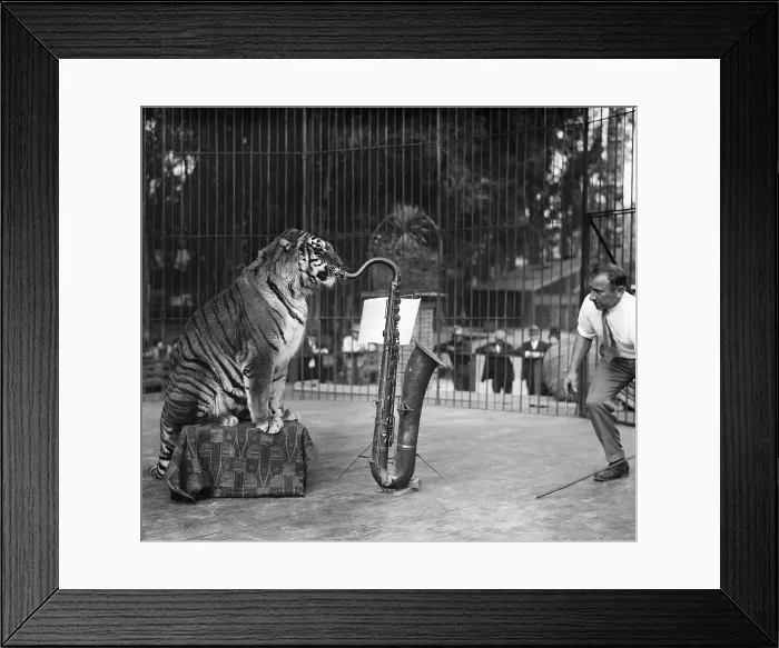 Framed Print : Tiger in cage playing saxophone