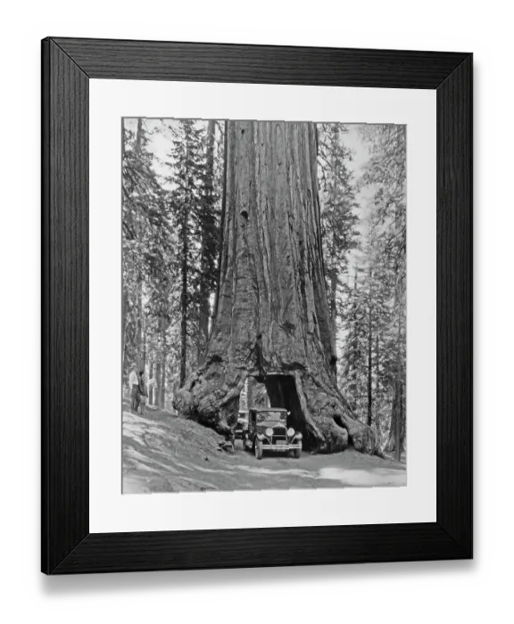 Framed Print : Wawona Tunnel Tree, Yosemite National Park Framed Print : Wawona Tunnel Tree, Yosemite National Park