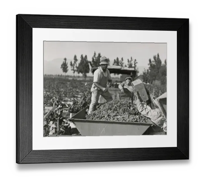 Framed Print : Grape Harvest, California Framed Print : Grape Harvest, California