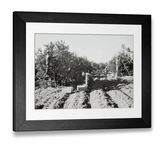 Framed Print : Willis Orchard, Northern California Framed Print : Willis Orchard, Northern California