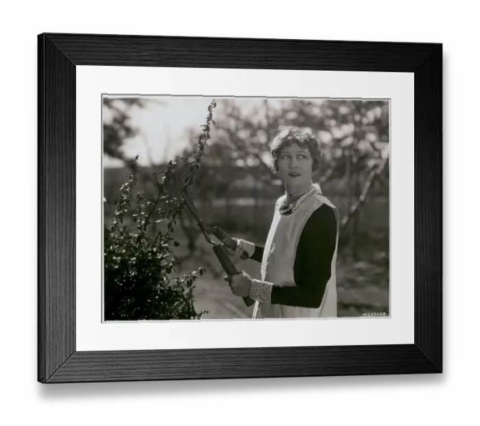 Framed Print : Woman Pruning Shrubs Framed Print : Woman Pruning Shrubs