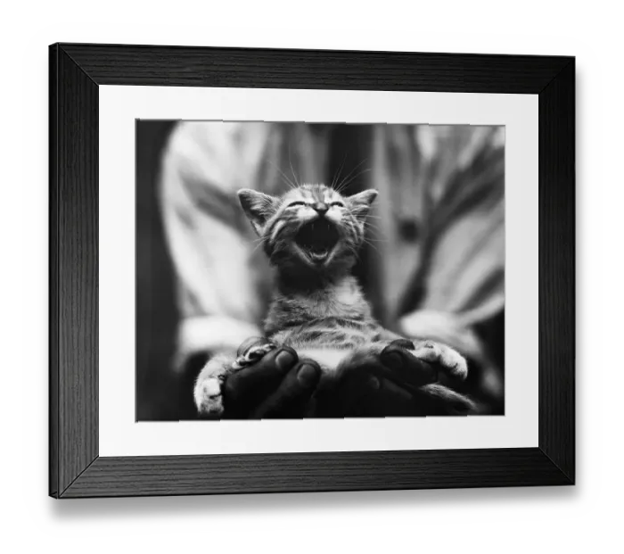 Framed Print : Singing Kitten Framed Print : Singing Kitten