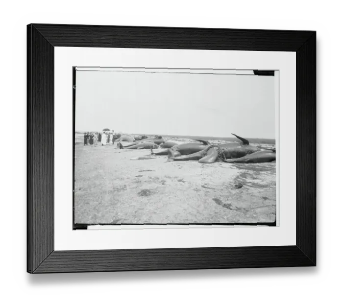Framed Print : Blackfish Carcasses Lined Along the Shore