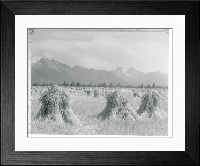 Framed Print : View of Gathered Wheat in Field Framed Print : View of Gathered Wheat in Field