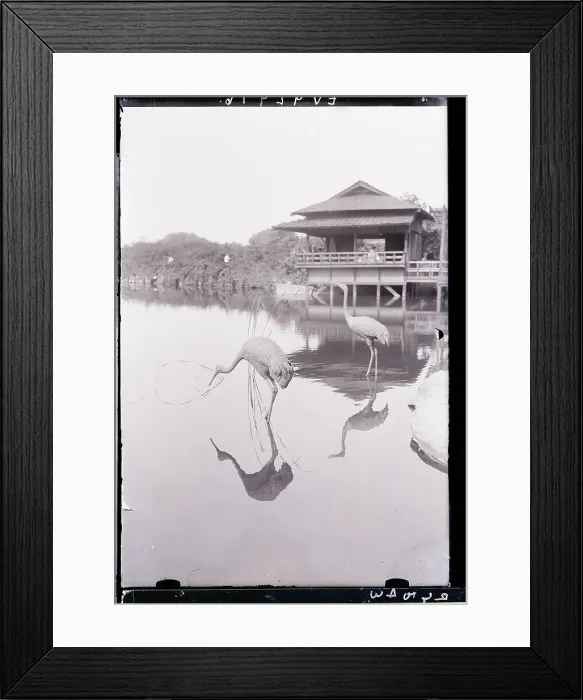 Framed Print : Cranes in Water at Botanical Gardens