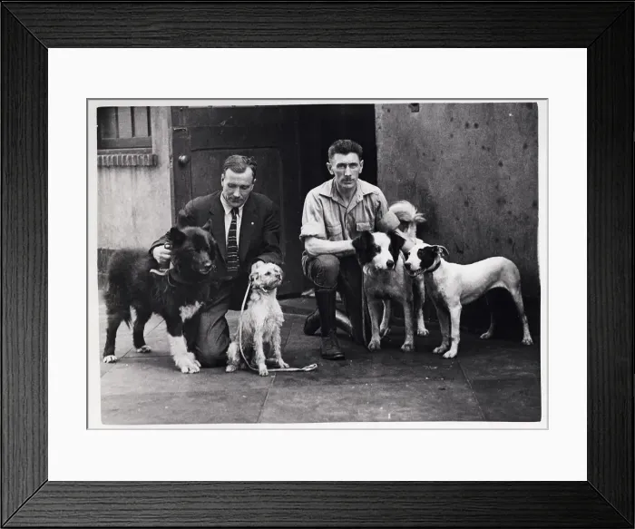 Framed Print : Man Looking Over Unfortunate Orphan Dogs Framed Print : Man Looking Over Unfortunate Orphan Dogs