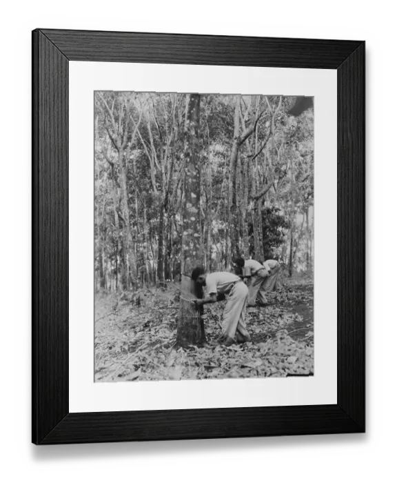 Framed Print : Brazilians Tapping Trees for Rubber Company Framed Print : Brazilians Tapping Trees for Rubber Company