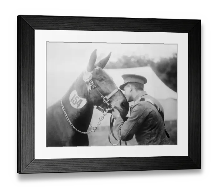 Framed Print : Man Kissing a Mule Framed Print : Man Kissing a Mule