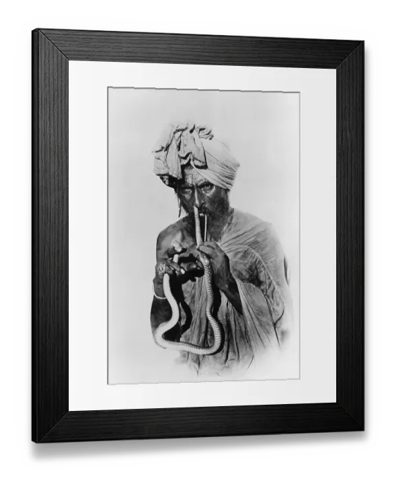 Framed Print : Indian Snake Charmer with Reptile up His Nose Framed Print : Indian Snake Charmer with Reptile up His Nose