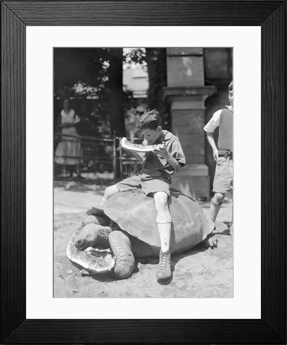 Framed Print : Turtle and Young Boy Eating Watermelon Framed Print : Turtle and Young Boy Eating Watermelon