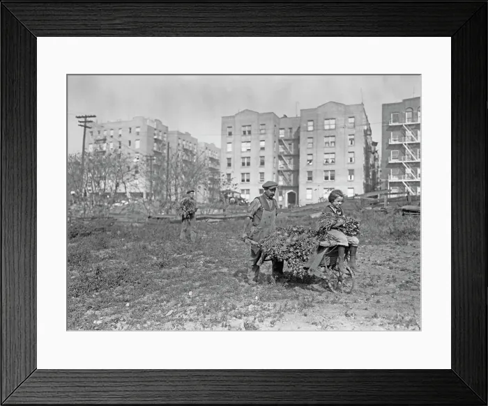 Framed Print : Inner City Farmer, Bronx Framed Print : Inner City Farmer, Bronx