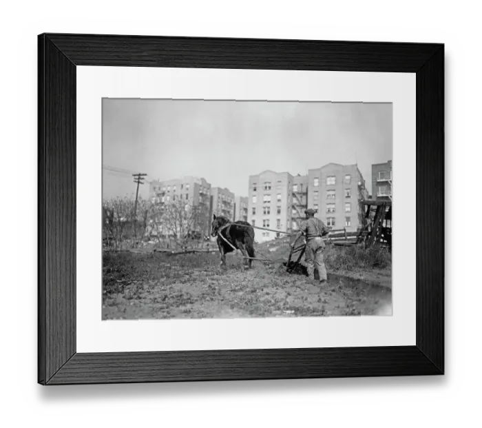 Framed Print : Inner City Farmer, Bronx